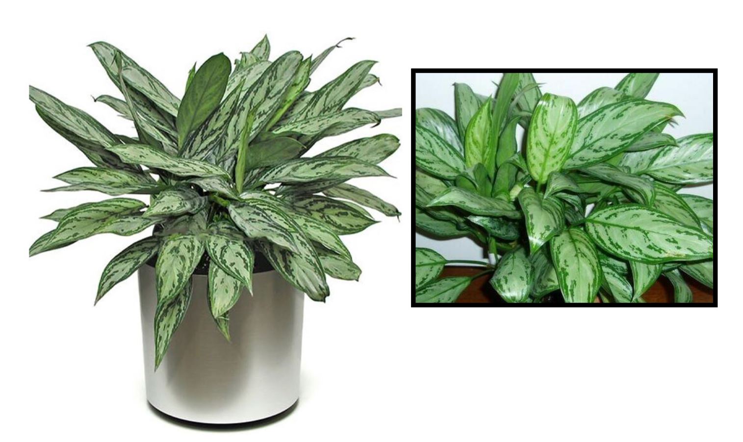 Tổng quan về cây Ngân Hậu